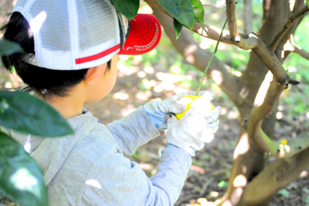 みかん狩り体験