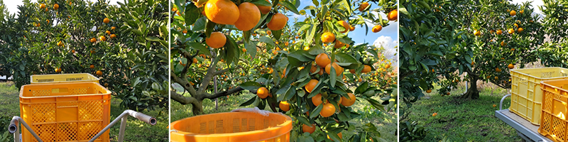 新生みかん十万